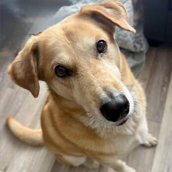 Wylie -  Yellow Labrador Retriever and Mixed Breed Dog for Adoption in Toronto, Ontario - Wylie | PetCurious
