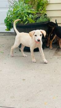 Breezee -  Treeing Walker Coonhound and Mixed Breed Dog for Adoption in Clinton, Wisconsin - Breezee | PetCurious