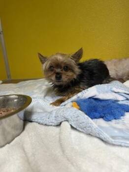 DIAMOND -  Yorkshire Terrier and Mixed Breed Dog for Adoption - DIAMOND | PetCurious