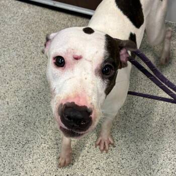 Paula -  Mixed Breed Dog for Adoption in Oak Park, Illinois - Paula | PetCurious