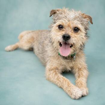 Sherlock Bones -  Border Terrier and Mixed Breed Dog for Adoption in Hardeeville, South Carolina - Sherlock Bones | PetCurious