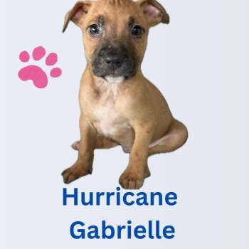 Rescue Staffordshire Bull Terrier Dogs for Adoption in Ayden, North Carolina - Gabrielle | PetCurious