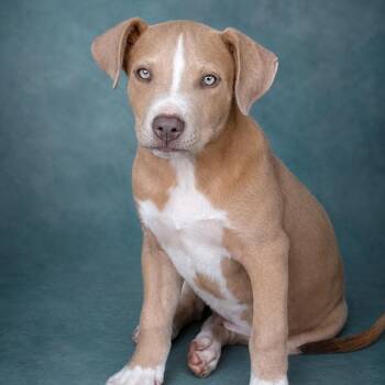 Pit Bull Terrier Dogs Available for Adoption in Heber Springs, Arkansas - Neil | PetCurious
