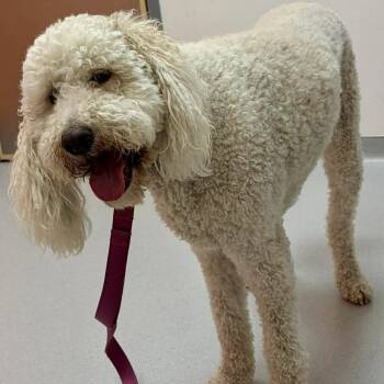 Labrador Retriever and Standard Poodle Dogs Available for Adoption in Hillsborough, North Carolina - BellaRella | PetCurious