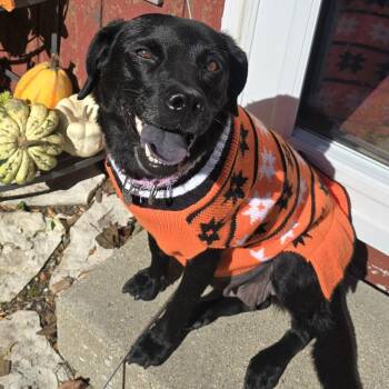 Mama Mari -  Labrador Retriever Dog for Adoption in Racine, Wisconsin - Mama Mari | PetCurious