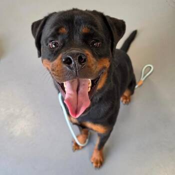 Blue -  Rottweiler Dog for Adoption in Roanoke, Virginia - Blue | PetCurious