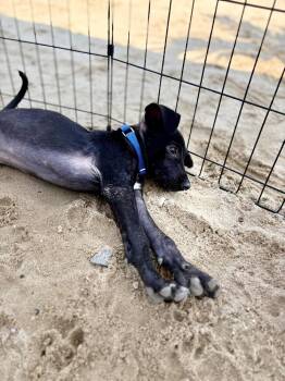 Alfie -  Chihuahua and Mixed Breed Dog for Adoption in Valley Stream, New York - Alfie | PetCurious