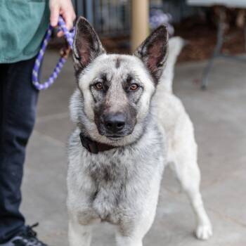 Siberian Husky and German Shepherd Dog Dogs Available for Adoption in Oakland, California - Ducky | PetCurious