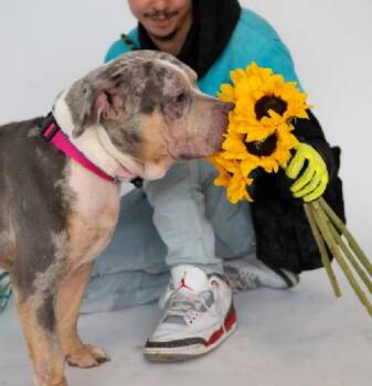 Mixed Breed Dogs Available for Adoption in New York, New York - Merlin | PetCurious