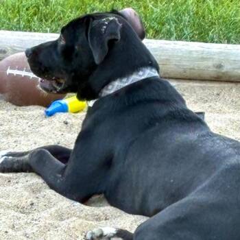 Coraline -  Terrier Dog for Adoption in Des Moines, Iowa - Coraline | PetCurious