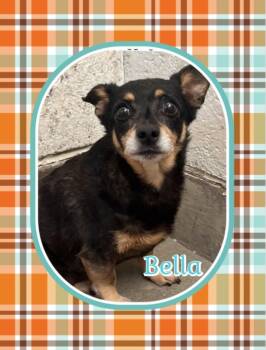 Rescue Chihuahua Dogs for Adoption in Amarillo, Texas - Bella | PetCurious