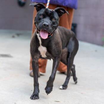 Sorenna -  Mixed Breed Dog for Adoption in Chamblee, Georgia - Sorenna | PetCurious