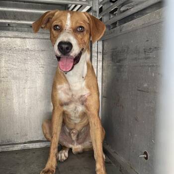 Lemon -  Shepherd Dog for Adoption in Edinburg, Texas - Lemon | PetCurious