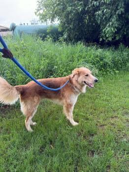 Yogie -  Golden Retriever and Collie Dog for Adoption in Lisle, Ontario - Yogie | PetCurious