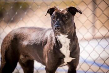 Pit Bull Terrier and Australian Cattle Dog Blue Heeler Dogs Available for Adoption in Twentynine Palms, California - Frost | PetCurious