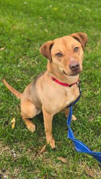 Rescue Labrador Retriever and Pit Bull Terrier Dogs for Adoption in Shepherdsville, Kentucky - Jellyfish | PetCurious