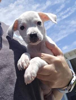 NORRIS -  Mixed Breed Dog for Adoption in Fernandina Beach, Florida - NORRIS | PetCurious