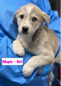Siberian Husky and Great Pyrenees Dogs Available for Adoption - Maple | PetCurious