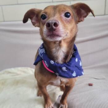 Chihuahua Dogs Available for Adoption in Manchester, New Hampshire - Uncle Vibes In NH. Come Meet Our Adoptable Dogs Wednesday-Saturd | PetCurious