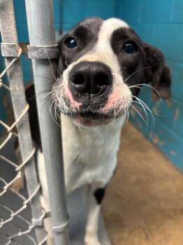 Labrador Retriever and Mixed Breed Dogs Available for Adoption - Chica | PetCurious