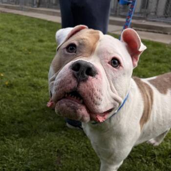 English Bulldog Dogs Available for Adoption in Riverwoods, Illinois - Ronnie | PetCurious