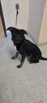 Rescue Mixed Breed Dogs for Adoption in Reidsville, North Carolina - Jasper | PetCurious