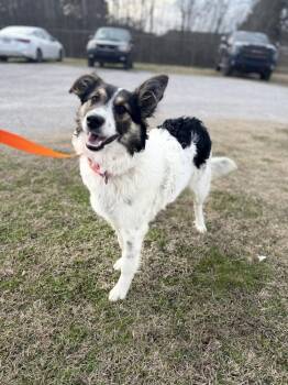 Shepherd and Cattle Dog Dogs Available for Adoption - Lady Blue 25D-476 | PetCurious