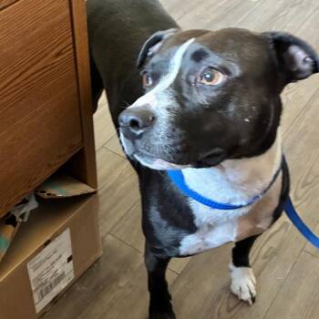 Mixed Breed Dogs Available for Adoption - Butcher | PetCurious