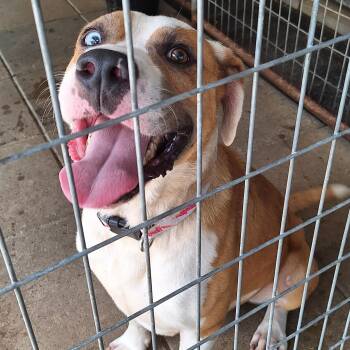 Champ -  Boxer Dog for Adoption in Stanton, Kentucky - Champ | PetCurious