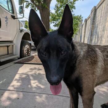 Sahara -  Belgian Shepherd Malinois Dog for Adoption in Newark, New Jersey - Sahara | PetCurious