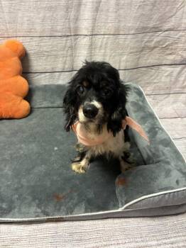 Tallulah -  Cocker Spaniel Dog for Adoption in Raleigh, North Carolina - Tallulah | PetCurious
