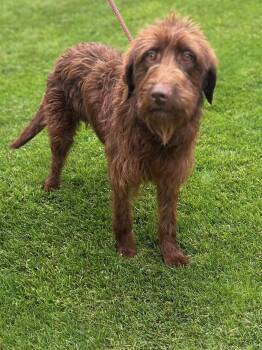 NESTLE (ohiosdrescu(at)gmail.com) -  Labradoodle Dog for Adoption in Elyria, Ohio - NESTLE (ohiosdrescu(at)gmail.com) | PetCurious