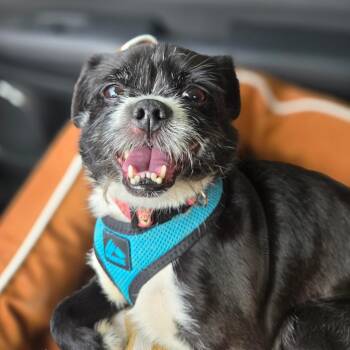 Burt Reynolds -  Brussels Griffon and Shih Tzu Dog for Adoption in Chicago, Illinois - Burt Reynolds | PetCurious