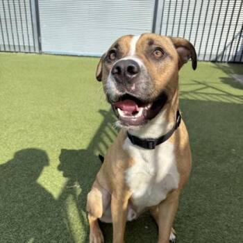 Mixed Breed Dogs Available for Adoption in Merriam, Kansas - Bubble | PetCurious