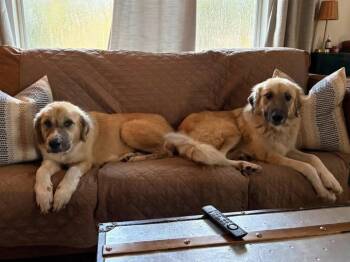 Sage and Sable -  Anatolian Shepherd Dog for Adoption in Clearwater, Florida - Sage And Sable | PetCurious