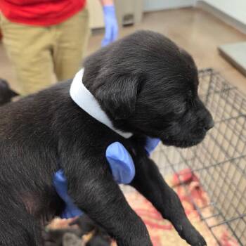 Mixed Breed Dogs Available for Adoption - Cupid | PetCurious