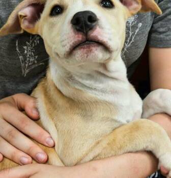 Wesley -  Labrador Retriever and Mixed Breed Dog for Adoption in Broken Arrow, Oklahoma - Wesley | PetCurious