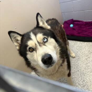 Husky Dogs Available for Adoption in Taos, New Mexico - Polar Bear | PetCurious