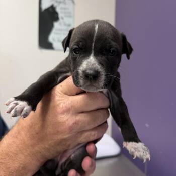 Mixed Breed and Pit Bull Terrier Dogs Available for Adoption in Englewood, Florida - Glinda | PetCurious
