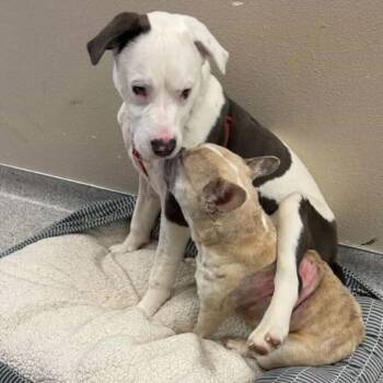 French Bulldog Dogs Available for Adoption in Turlock, California - Opal | PetCurious