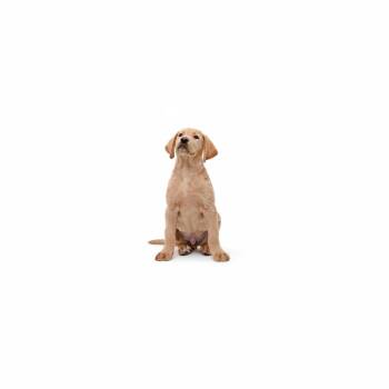 Mixed Breed Dogs Available for Adoption in Los Angeles, California - Cheddar | PetCurious