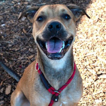 Rescue Mixed Breed Dogs for Adoption in Chamblee, Georgia - Ricardo - IN FOSTER | PetCurious