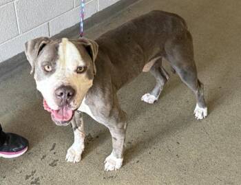 *Knox* -  Pit Bull Terrier Dog for Adoption in Salt Lake City, Utah - *Knox* | PetCurious