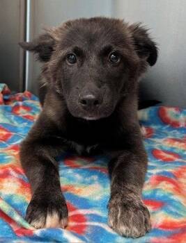 Mini Marshmallow -  German Shepherd Dog and Terrier Dog for Adoption in Bloomfield, Connecticut - Mini Marshmallow | PetCurious