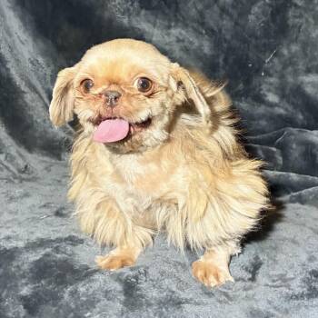 Joe -  Pekingese Dog for Adoption in Pelham, New Hampshire - Joe | PetCurious
