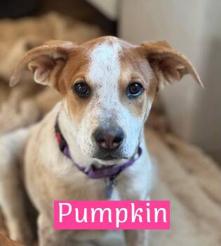 Rescue Australian Cattle Dog Blue Heeler and Labrador Retriever Dogs for Adoption in Southlake, Texas - Pumpkin | PetCurious