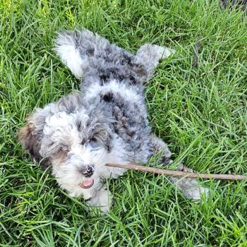 Dean Winchester -  Miniature Poodle Dog for Adoption in Cincinnati, Ohio - Dean Winchester | PetCurious