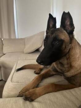 Belgian Shepherd Malinois Dogs Available for Adoption - Chimay | PetCurious