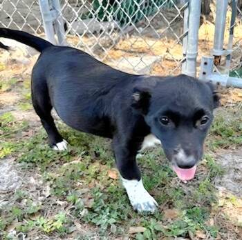 Dachshund and American Bulldog Dogs Available for Adoption in St. Augustine, Florida - Thia Puppy 4 | PetCurious