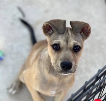 Rescue Black Mouth Cur Dogs for Adoption in Mico, Texas - Sunny | PetCurious